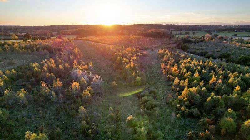 Aerial view of autumn trees at sunset in the Forest
