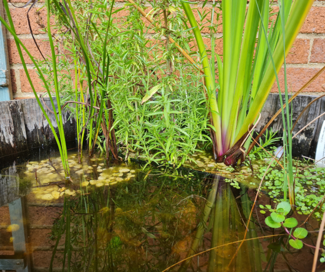 A close up of a pond with plants